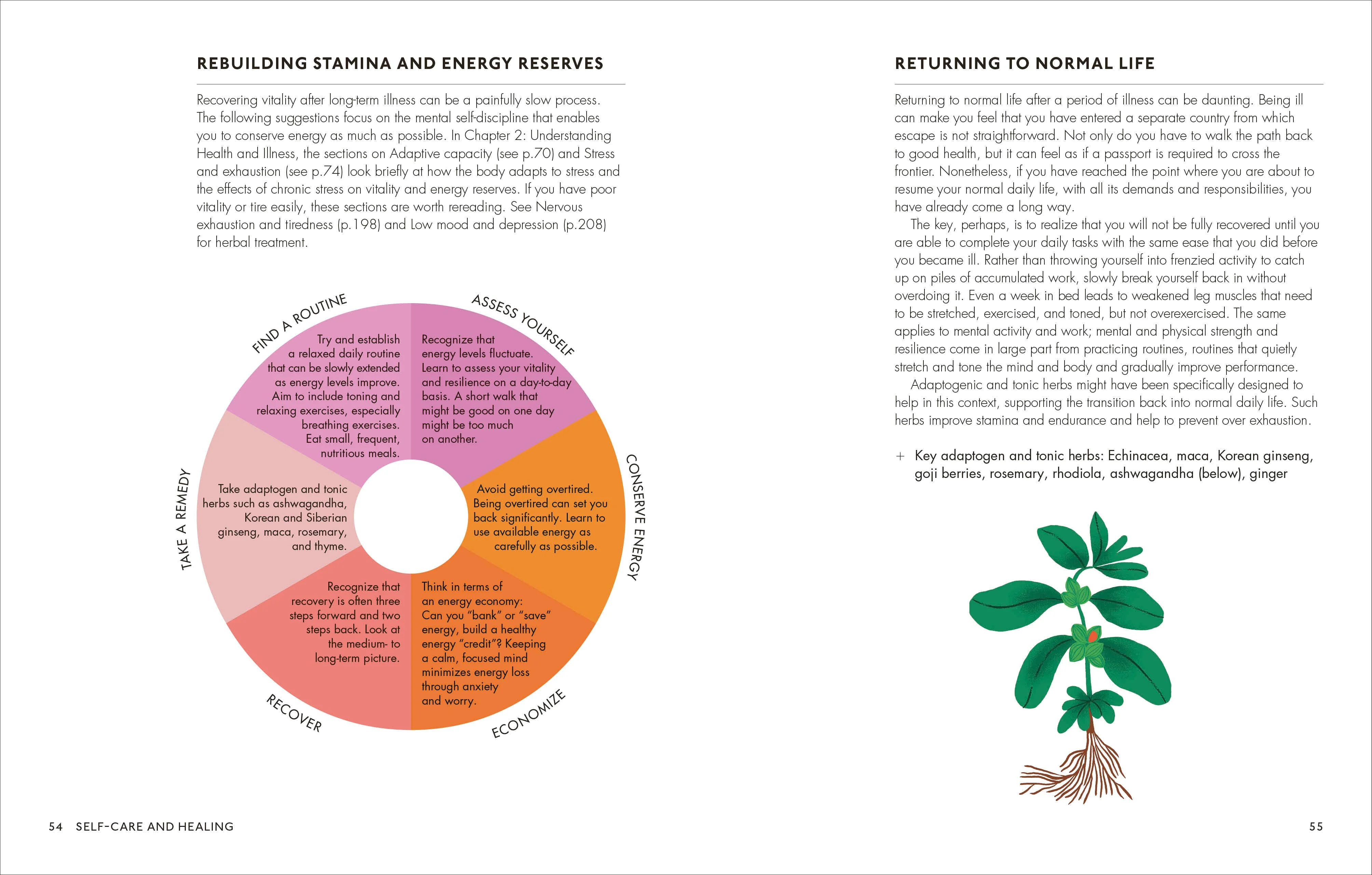 Home Herbal - Image 4
