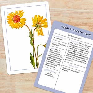 New York Botanical Garden Wildflower ID Flashcards - Image 10