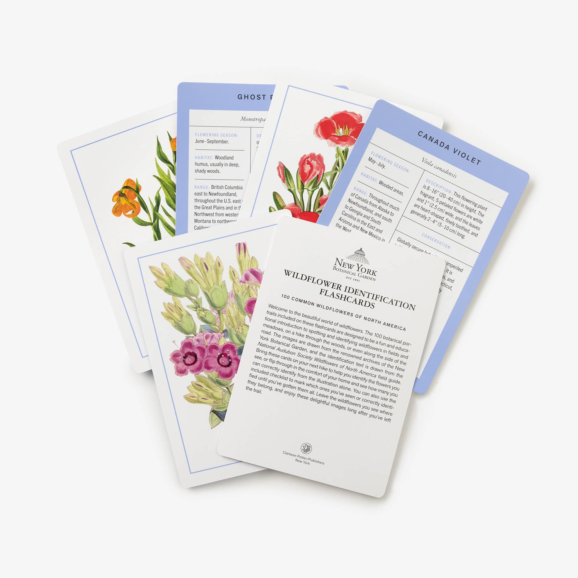 New York Botanical Garden Wildflower ID Flashcards - Image 7